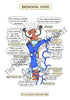 Respiratory System Printable Flashcards