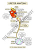 Urinary System Printable Flashcards