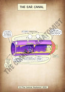 Ear Canal A4 Printable Poster