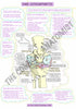 A4 Colour Knee Joint Osteoarthritis Notes Page