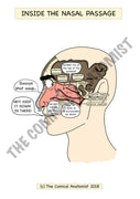 Respiratory System Printable Flashcards