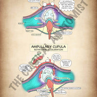 A4 Ampullary Cupula Printable Poster