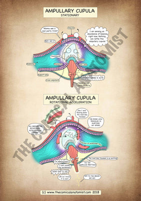 A4 Ampullary Cupula Printable Poster