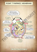 Tympanic Membrane A4 Printable Poster