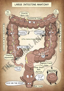 Large Intestine A4 Printable Poster