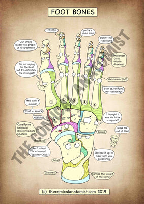 A4 Foot Bones High Resolution Printable Poster